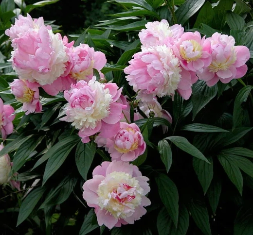 Пион Сорбет 3-5 почек Закупка М81 октябрь 2026