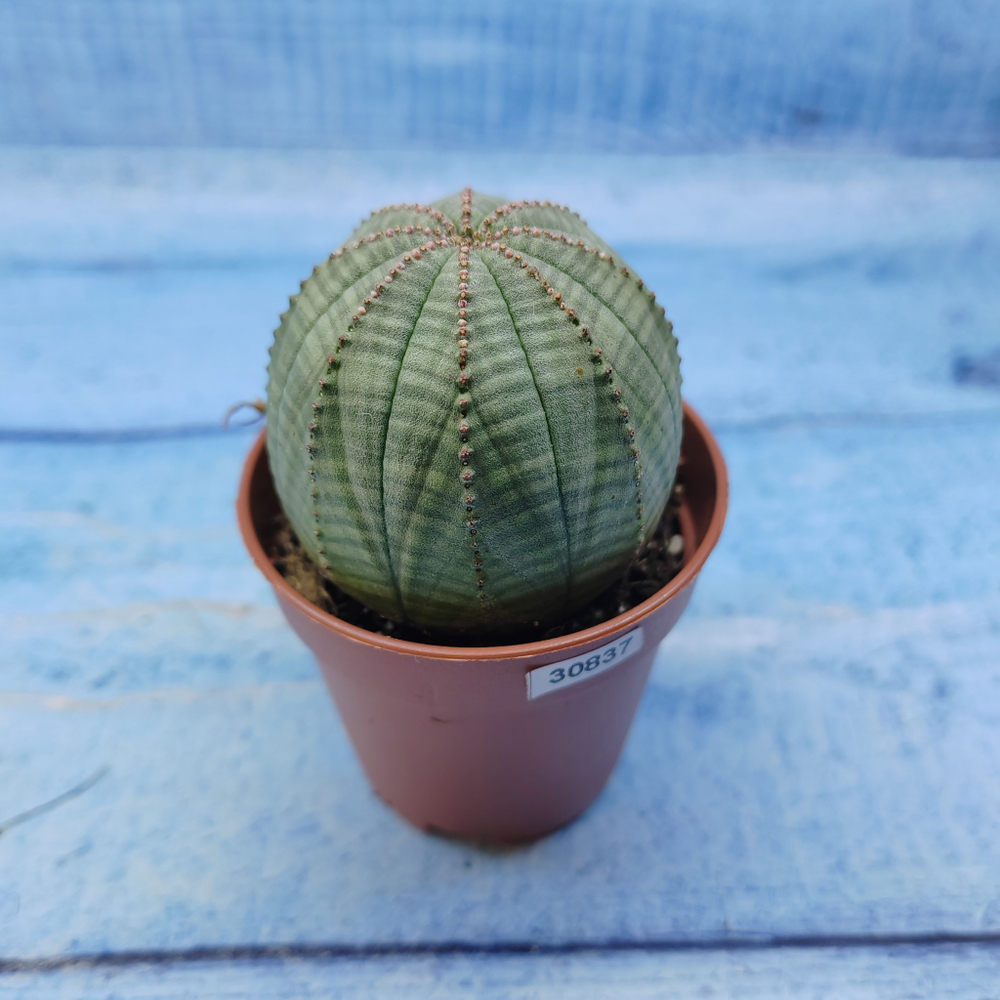 Euphorbia Obesa (Эуфорбия)