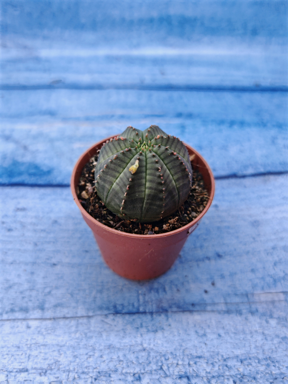Euphorbia Obesa (Эуфорбия)