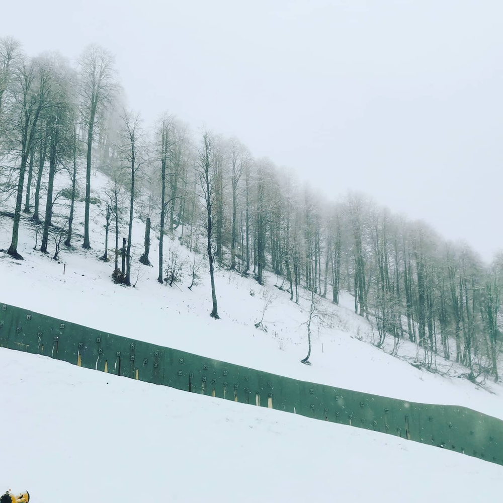 Грифон