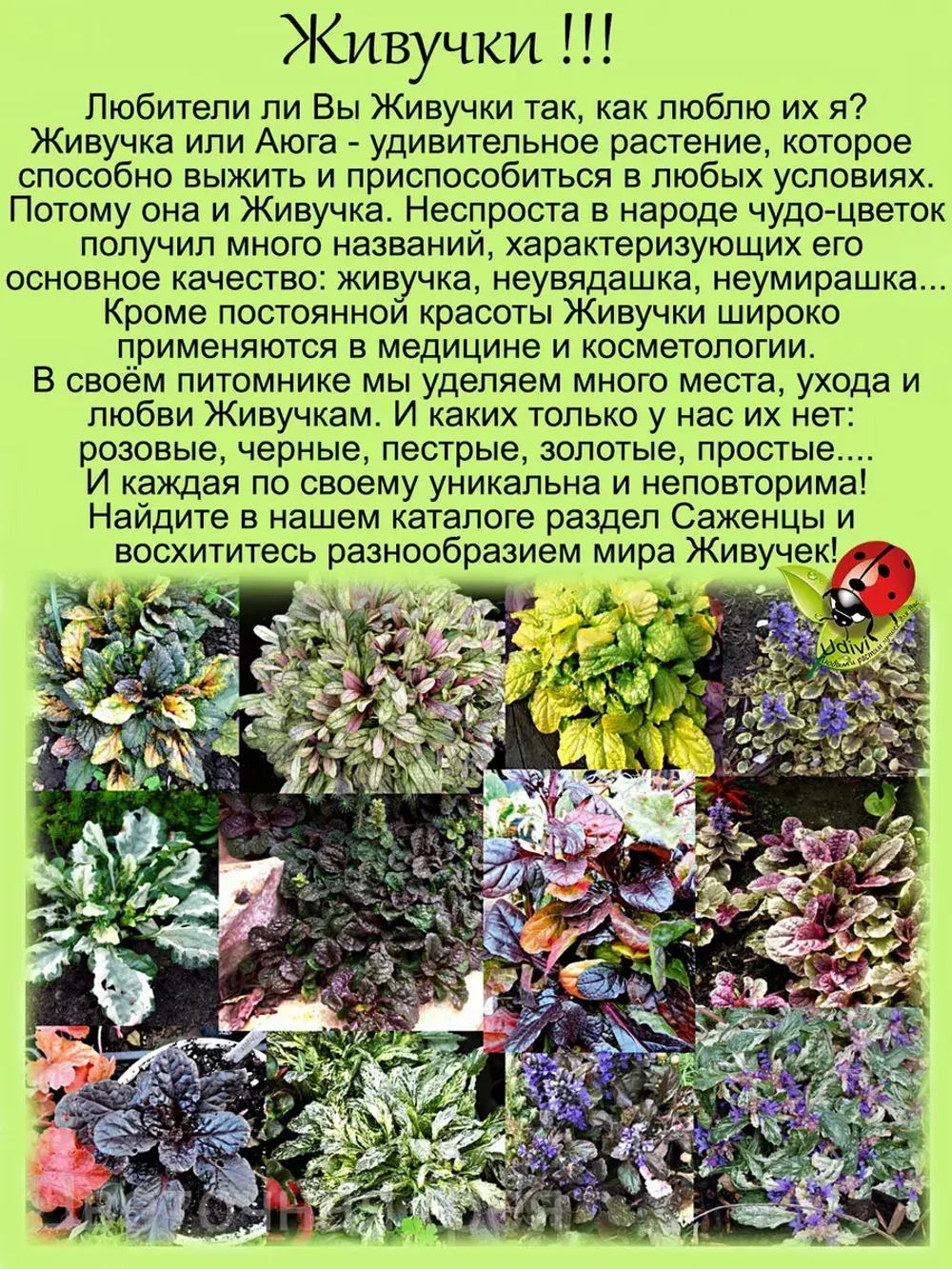 Живучка Френдс Фенси Финч Пёрышки чудесного Зяблика