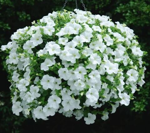 Петуния Fanfare White