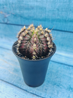 Gymnocalycium T-Rex Pink hybride (Гимнокалициум T-rex)