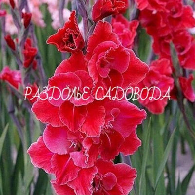 Гладиолус Афтершок