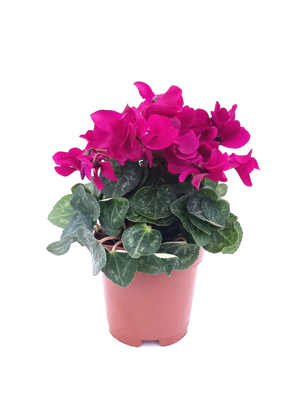 Цикламен d 10