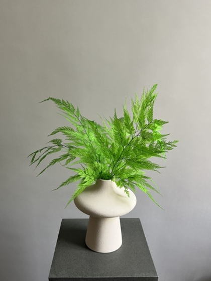 Папоротник ажурный зеленый