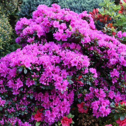 Азалия Гейша Пёрпл