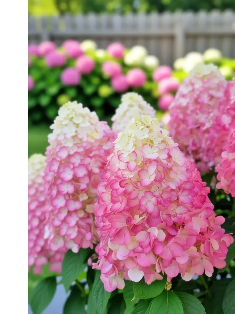 Геркулес гортензия метельчатая