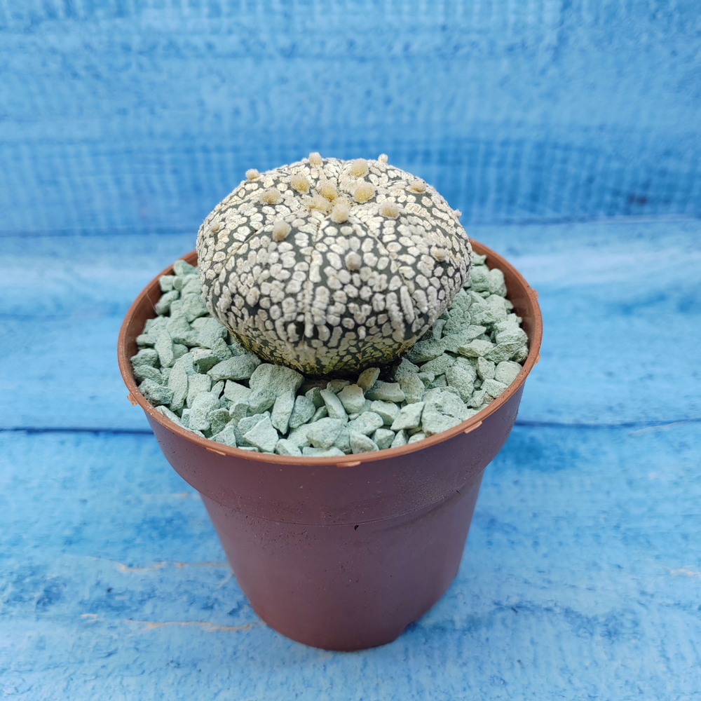 Astrophytum Asterias "Super Kabuto" (Астрофитум)