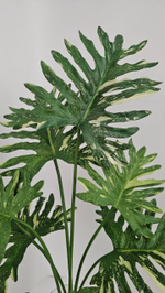 Филодендрон / Арт 6369