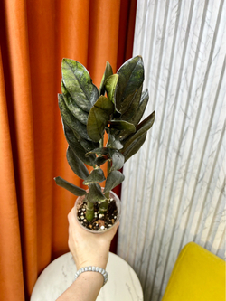 Замиокулькас Равен, D9см Н35см, 1шт, Urban Jungle (2962)