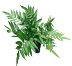 Папоротник Кониограмма Голден Зебра