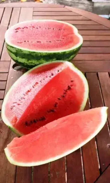 Арбуз Сахарные уста 10шт Е/П Б/Ф УрДачник