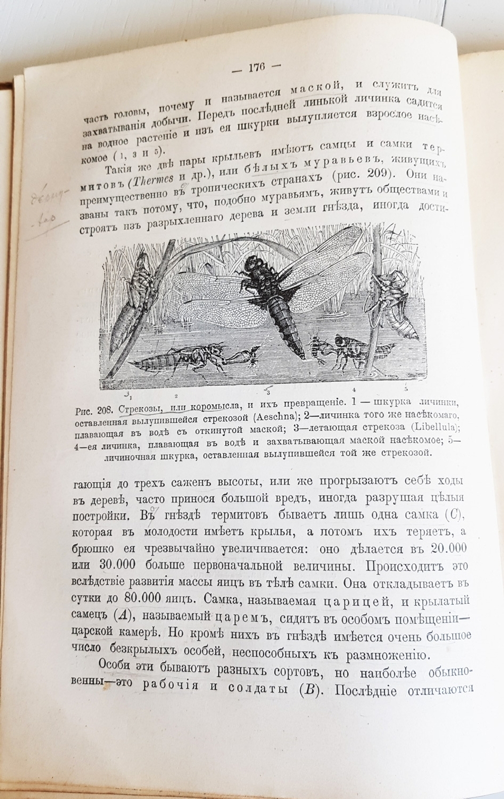 "Руководство зоологии. Для мужских средне-учебных заведений". Л. и В.Шимкевич. 1910 г.