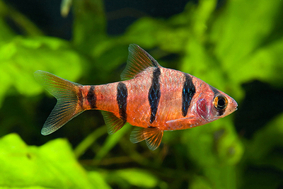 Барбус Пятиполосый