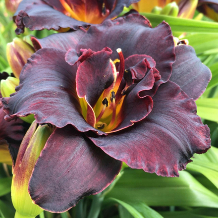 Лилейник Бугимен С2