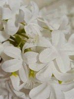 Лиана звездочка "Мадлен"