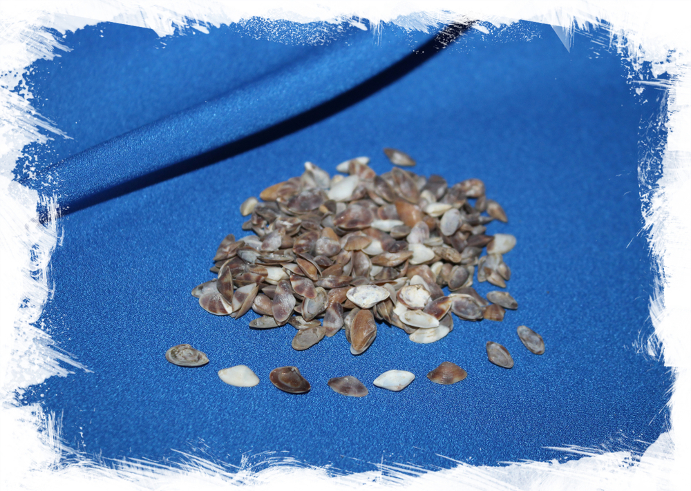 Мелкие двустворчатые ракушки