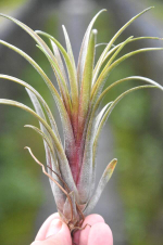 Тилландсия Timm's Outburst (capitata v. domingensis x ionantha Fuego) M