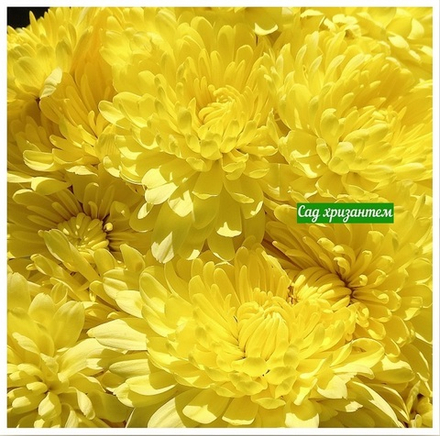 Корейская хризантема Солнышко ☘ з.19 🌿 (отгрузка Май)