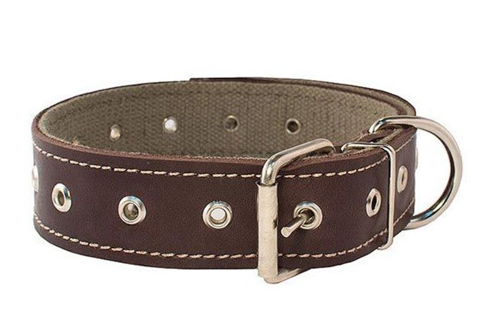 Cootton ошейник для собак брезентовый универсальный на коже обхват шеи до 62 см.
