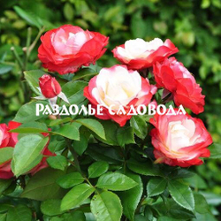 Роза чайно-гибридная Ностальжи