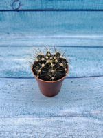 Gymnocalycium Friedrichii (Гимнокалициум)