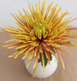 Хризантема одноголовая Сафина /о.86 /поставка весна 2026г/