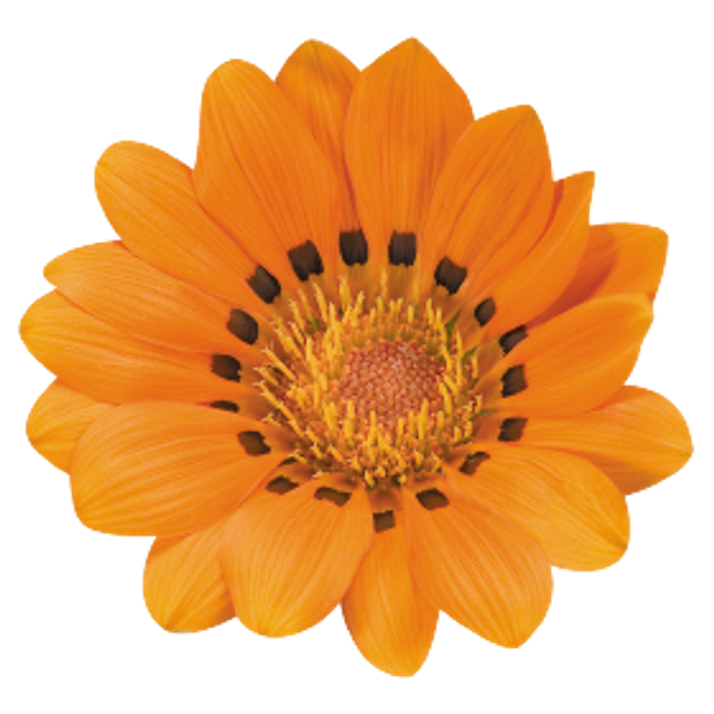 Газания блестящая Талент Оранжевая 8шт Мировые Семена VITA GREEN