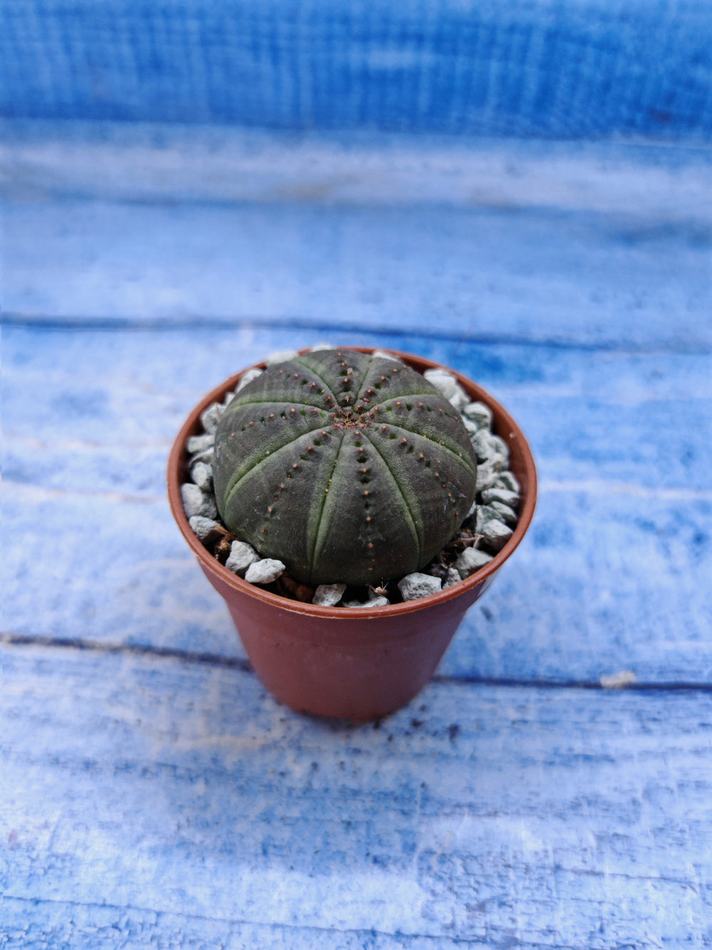 Euphorbia Obesa (Эуфорбия)
