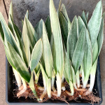 Сансевиерия METALLICA / SIAM SILVER