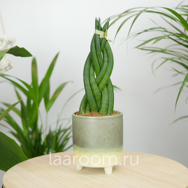 Сансевиерия Цилиндрика Коса 9/30