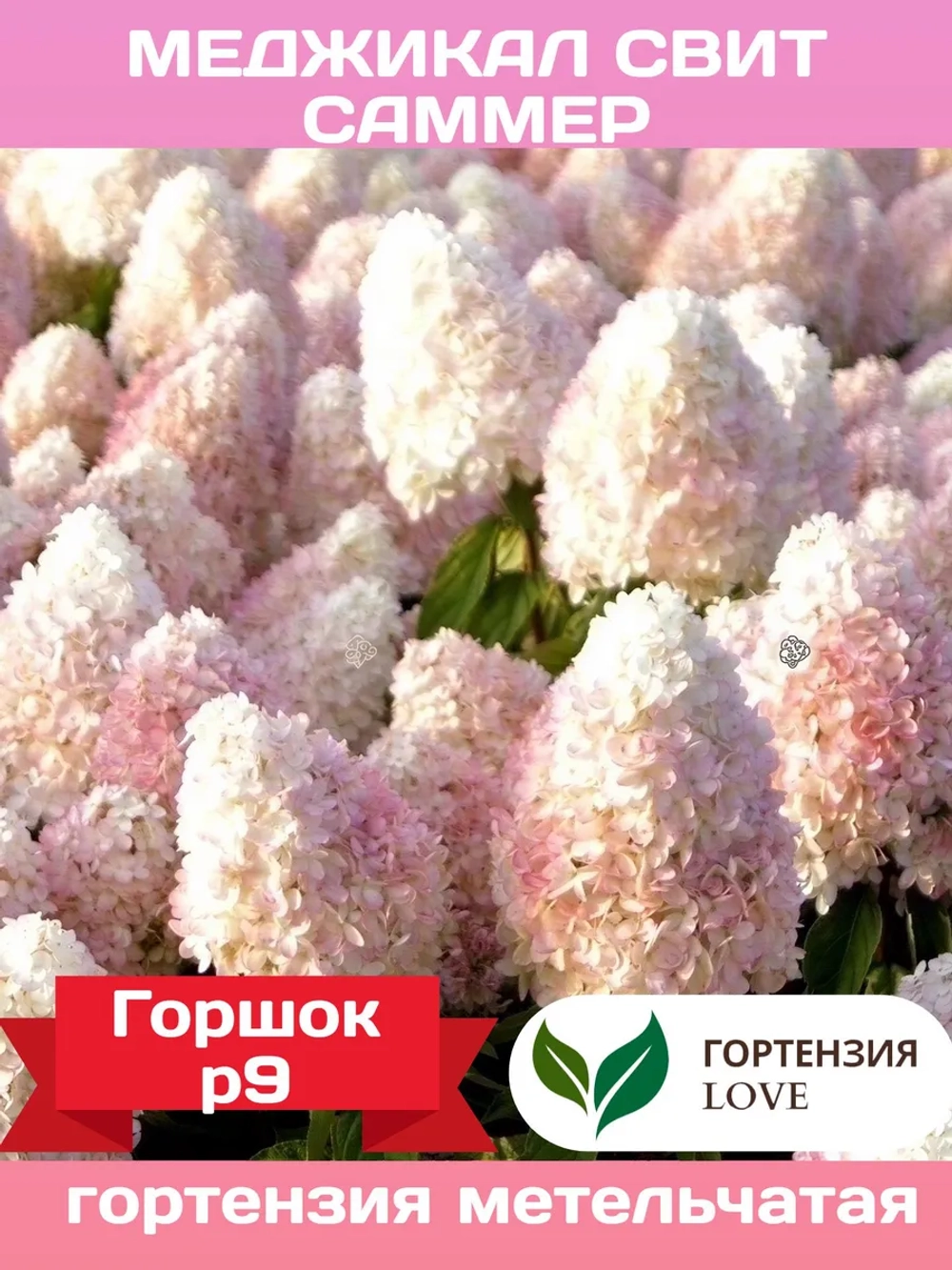 Меджикал Свит Саммер гортензия метельчатая