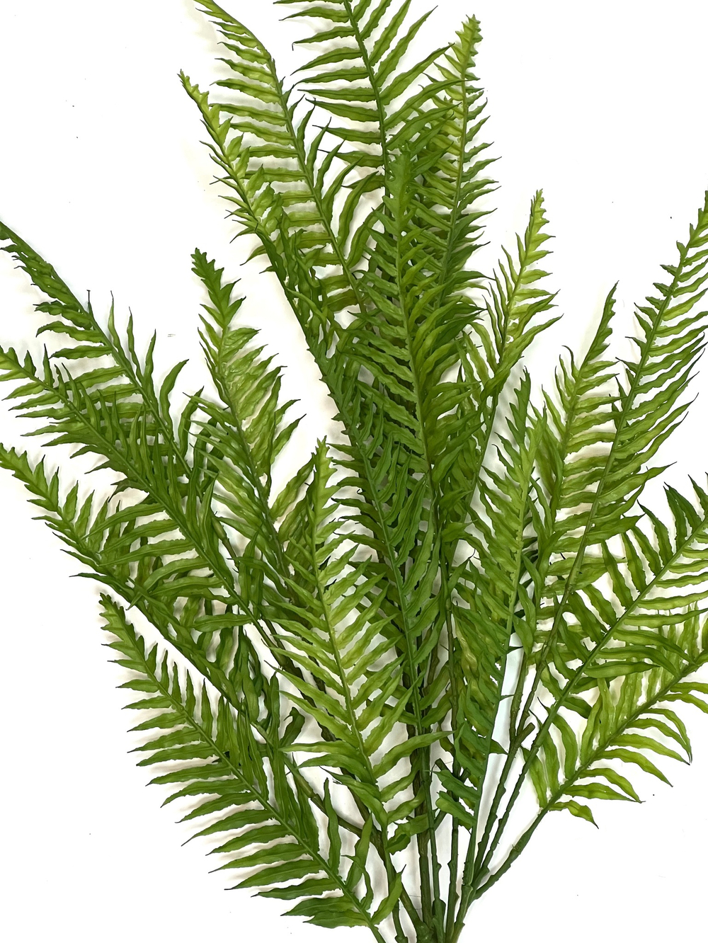 Папоротник остролистный куст 75 см