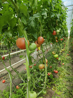Минерал F1 семена томата индетерминантного ( Yuksel Tohum / )