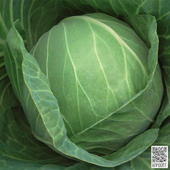 Кабтон F1 семена капусты белокочанной (Bejo / Бейо)