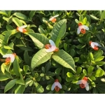 Гирлянда для улицы «Пчёлка» 3м, 20 ламп LED чёрный провод, 2 реж, IP-55, Теплый белый (солнечная батарея).