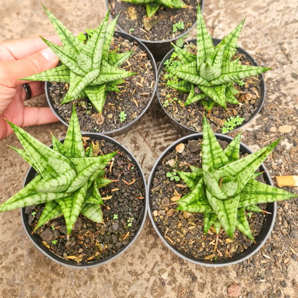 Сансевиерия TESYA