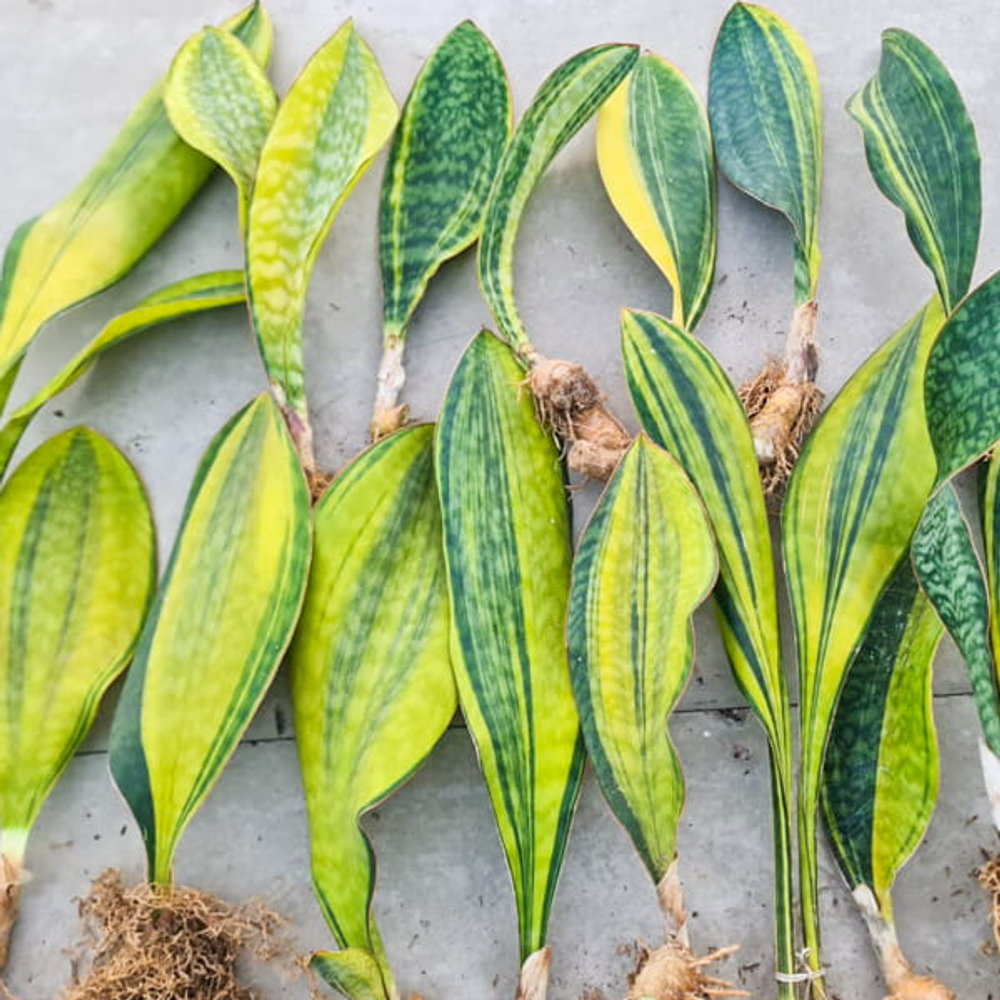 Сансевиерия MASONIANA YELLOW