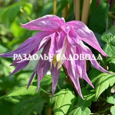 Клематис ботанический (княжик) Парпл Дрим