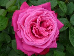 Сенте Рояль (Senteur Royale)