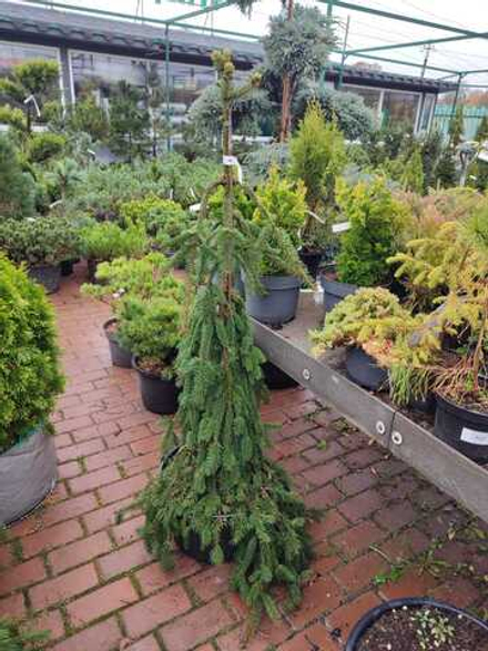 Ель обыкновенная Инверса 'Inversa'