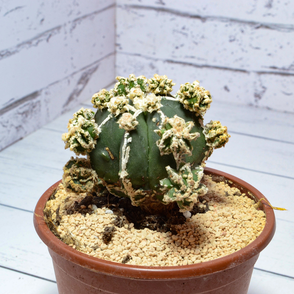 Astrophytum Myriostigma Hakujo Fukuryu (sct29594)