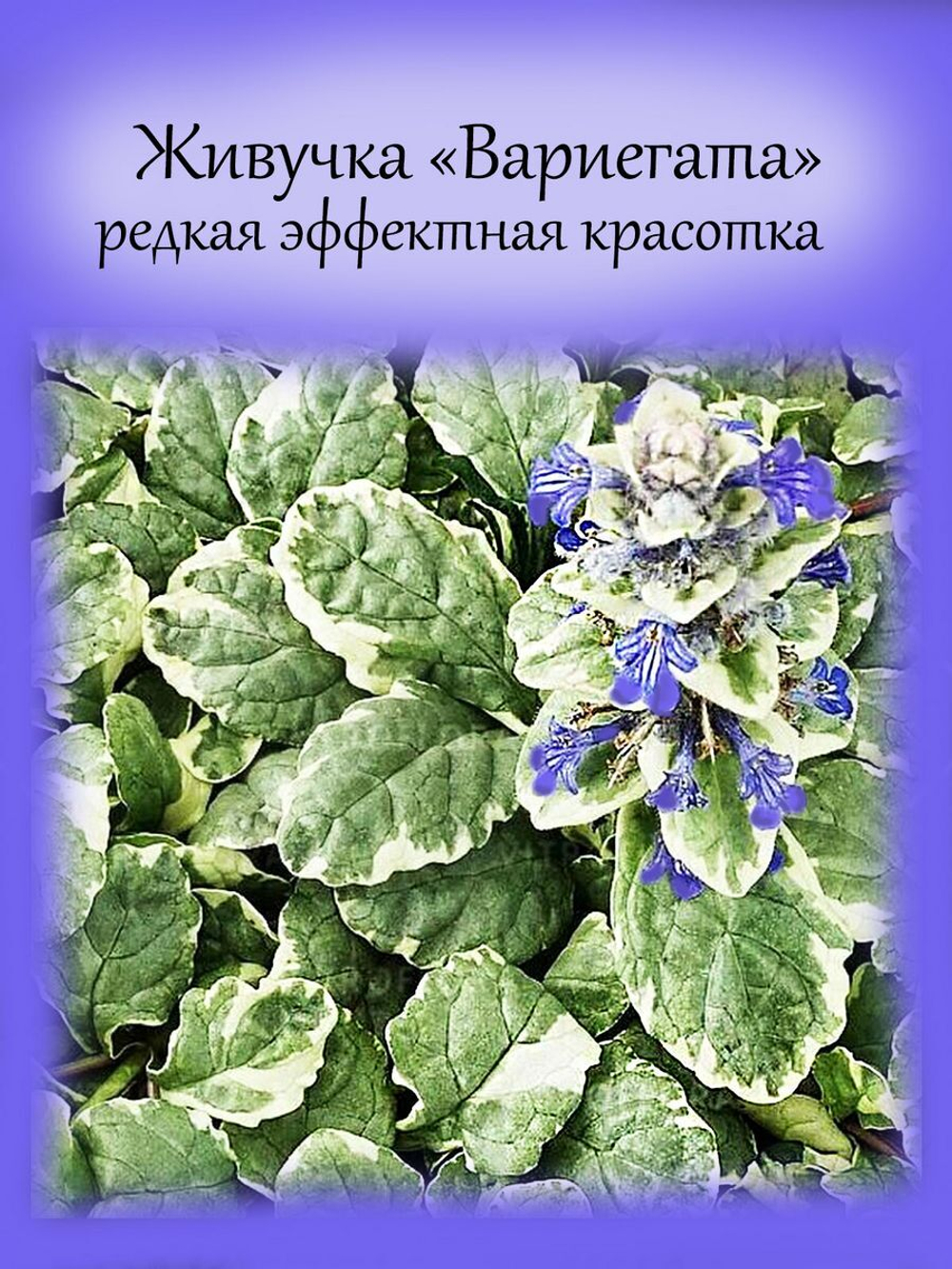 Живучка ползучая Вариегата аюга