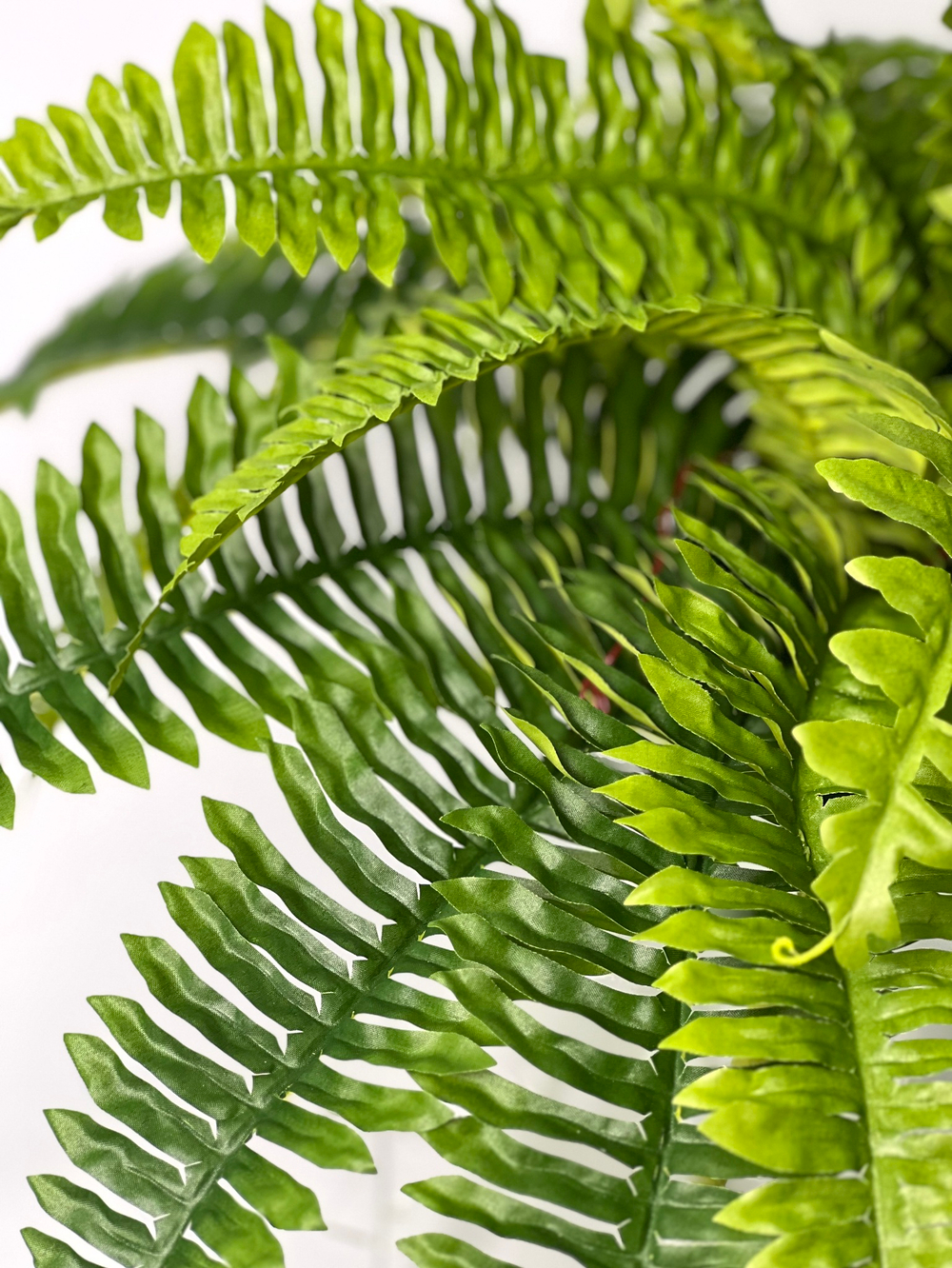 Папоротник Бостон диаметр 65 см