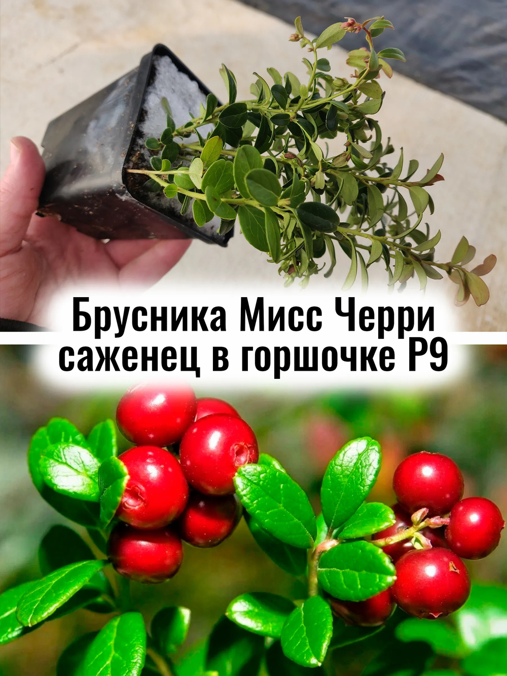 Брусника Мисс Черри ягоды многолетник саженец в горшочке Р9