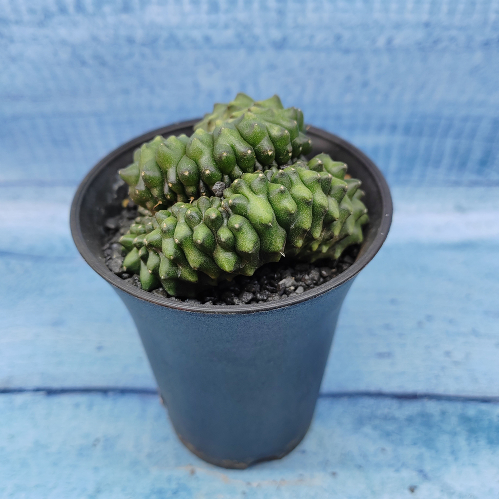 Gymnocalycium Spineless Crested form (Гимнокалициум Кристатный)