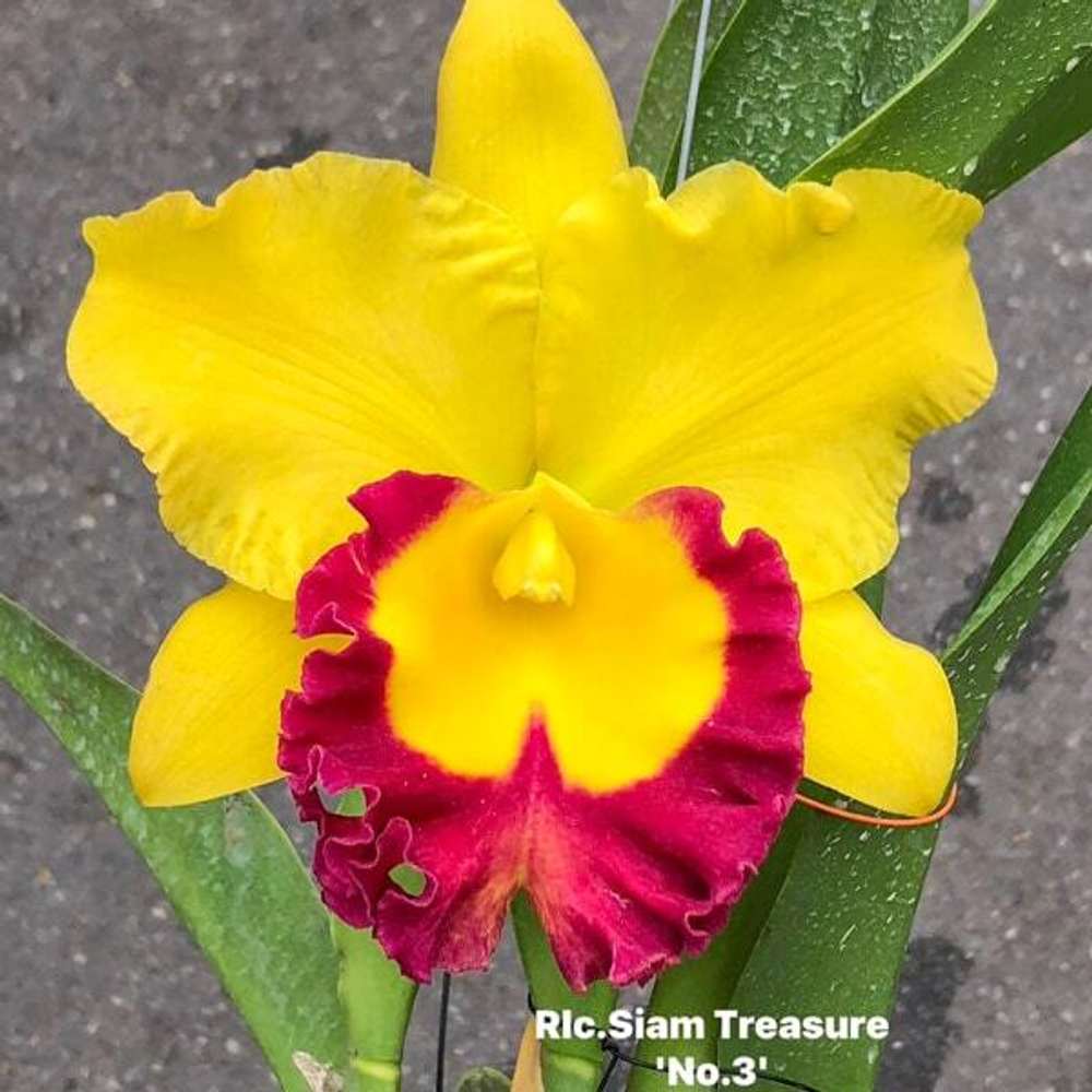 Орхидея ринхолелиокаттлея RLC. SIAM TREASURE N3