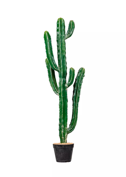 Кактус Цереус Ямакару 105см