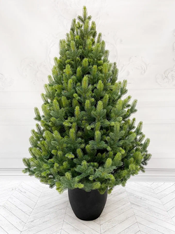 Ель Кремлевская 120 см. в кашпо, 100% литая хвоя, TreeDeLux (70188)